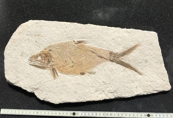 古龍魚圖片高清大圖：古龍魚的高清圖片資源