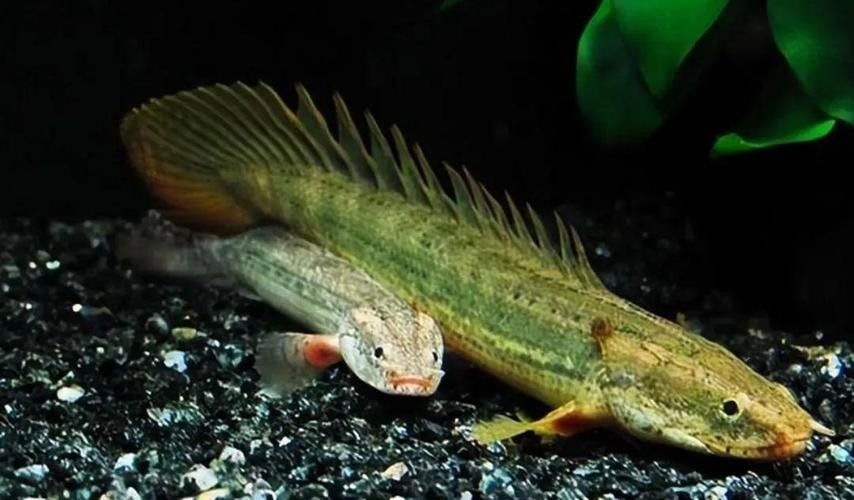 古龍魚圖片高清大圖：古龍魚的高清圖片資源