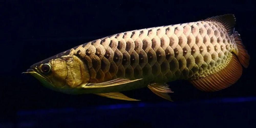 古龍魚圖片高清大圖：古龍魚的高清圖片資源