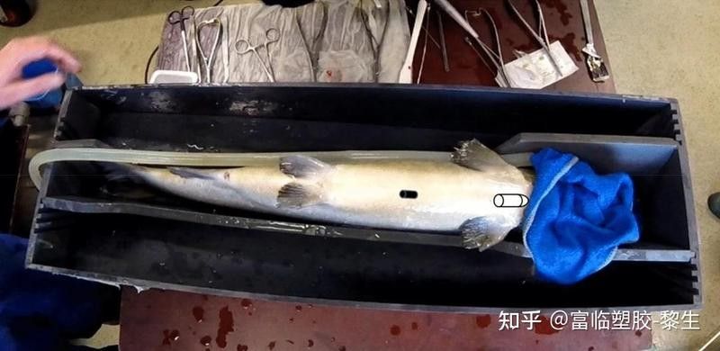 親魚需要多久才能完全恢復：親魚恢復時間因損傷程度、水溫及品種差異而有所不同
