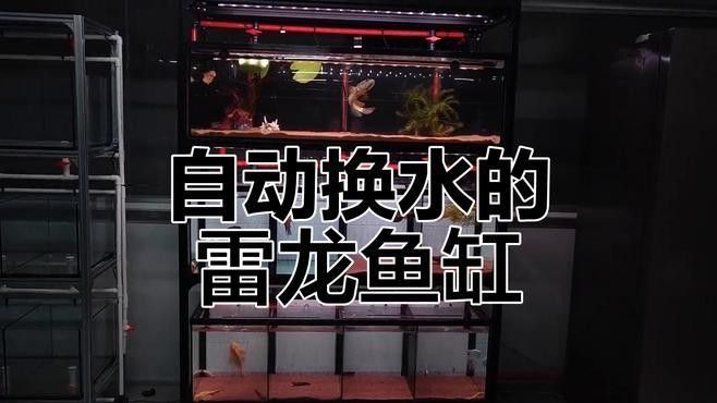 混養黑魔神雷龍需要多大的過濾？：混養黑魔神雷龍魚怎么養超全攻略及注意事項百度貼吧