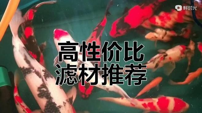 金龍魚飼養(yǎng)中哪種濾材性價比最高：8種高性價比濾材大揭秘,水質(zhì)提升全靠它們!