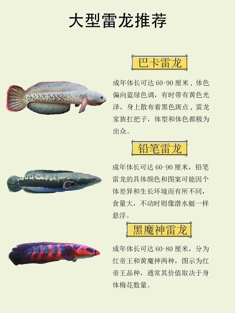 給我推薦一些更大型的雷龍魚品種：大型雷龍魚品種推薦及特點分析