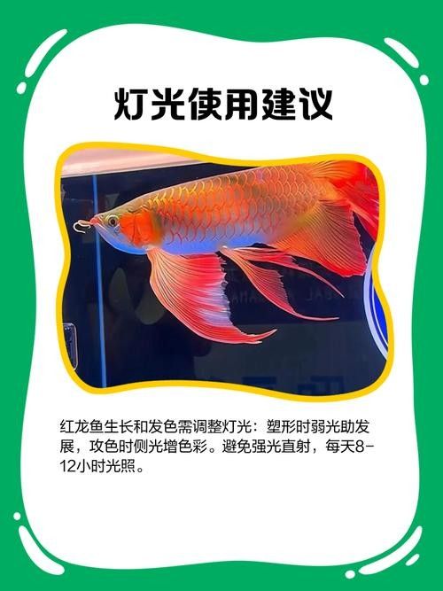 紅龍魚燈哪個品牌最好？：龍魚用的燈管怎么選! 紅龍魚燈哪個品牌最好？：龍魚用的燈管怎么選! 龍魚百科 第5張