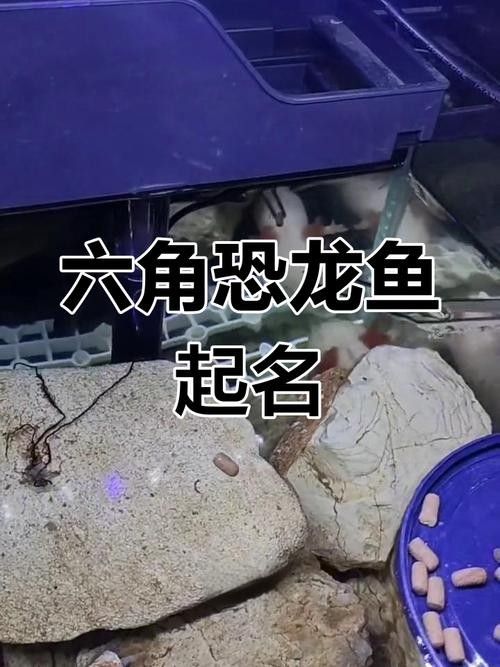 給我一些恐龍魚吃食的圖片參考：六角恐龍魚怎么養(yǎng)