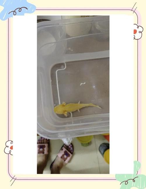 給我一些恐龍魚吃食的圖片參考：六角恐龍魚怎么養(yǎng)