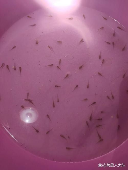給我一些恐龍魚吃食的圖片參考：六角恐龍魚怎么養(yǎng)