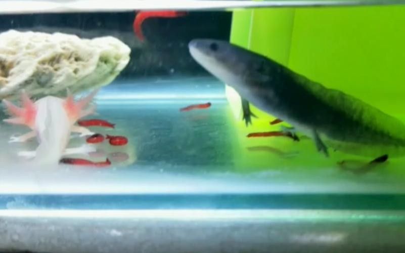 給我一些恐龍魚吃食的圖片參考：六角恐龍魚怎么養(yǎng)