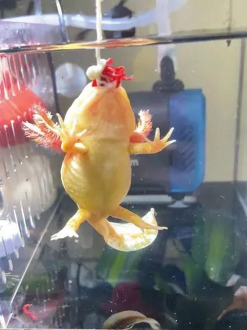 給我一些恐龍魚吃食的圖片參考：六角恐龍魚怎么養(yǎng)