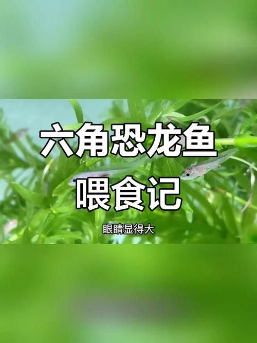 給我一些恐龍魚吃食的圖片參考：六角恐龍魚怎么養(yǎng)