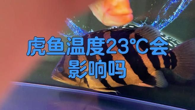 虎魚龍魚混養多久會適應：養魚指南|龍魚跟虎魚混養需要注意哪些問題