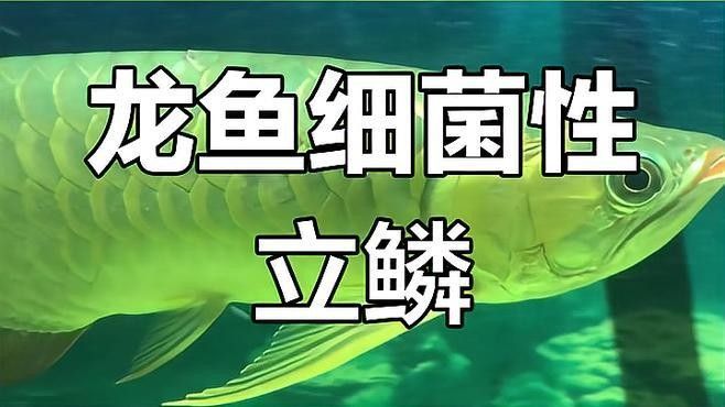 如何預防龍魚鱗片感染？：龍魚鱗片感染的預防與治療全攻略