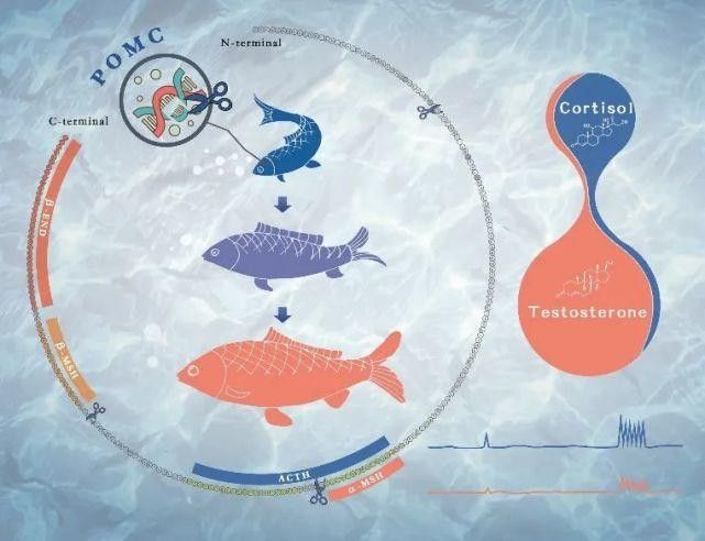 如何幫助金龍魚更快適應新環境：幫助金龍魚適應新環境需要從水質、溫度、喂食、光照等多方面綜合管理 如何幫助金龍魚更快適應新環境：幫助金龍魚適應新環境需要從水質、溫度、喂食、光照等多方面綜合管理 龍魚百科 第12張