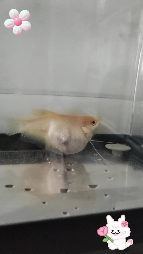 曼龍魚和龍魚哪個更貴：曼龍魚和龍魚哪個品種最貴？