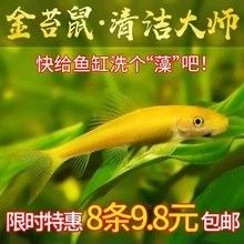 曼龍魚和龍魚哪個更貴：曼龍魚和龍魚哪個品種最貴？