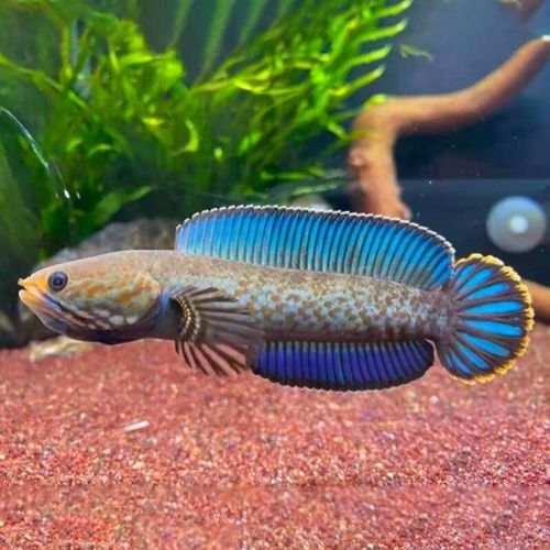 哪些品牌的奶茶雷龍魚口碑最好：奶茶雷龍魚怎么養(yǎng)