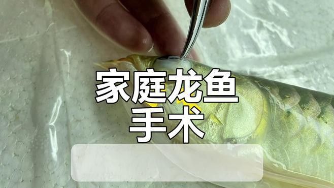 如何判斷龍魚是否需要掉眼手術(shù)？：龍魚掉眼怎么辦 如何判斷龍魚是否需要掉眼手術(shù)？：龍魚掉眼怎么辦 龍魚百科 第2張