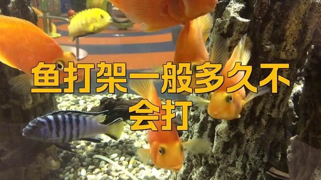 過背金龍魚打架會持續(xù)多久？：過背金龍魚打架一般多久不會打,如何處理過背金龍魚的傷口