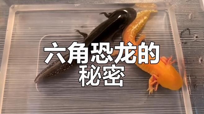如何區(qū)分野生和人工繁殖的六角恐龍魚：野生六角恐龍魚的基本信息