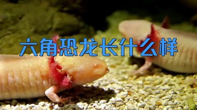 如何區(qū)分野生和人工繁殖的六角恐龍魚：野生六角恐龍魚的基本信息