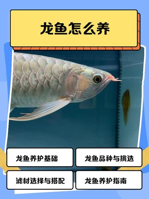 如何加入濟南龍魚交流群？：如何加入濟南的龍魚交流群？
