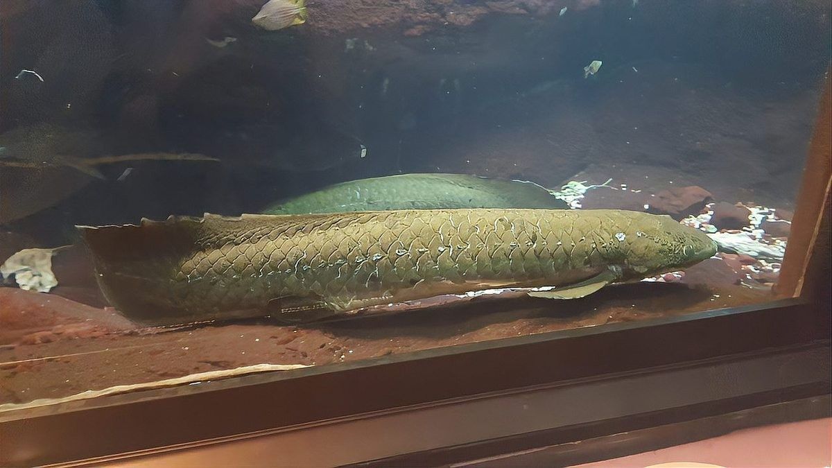 哪種肺魚品種最稀有？：全球上生命力最強的魚是什么？