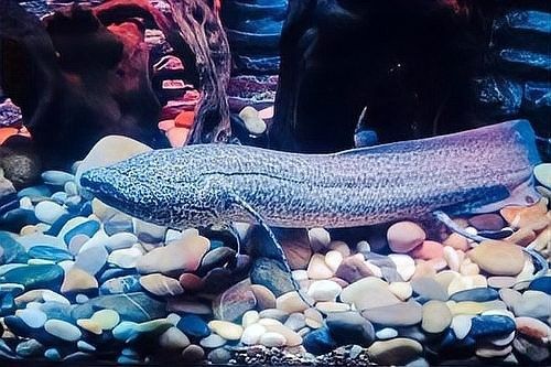 哪種肺魚品種最稀有？：全球上生命力最強的魚是什么？