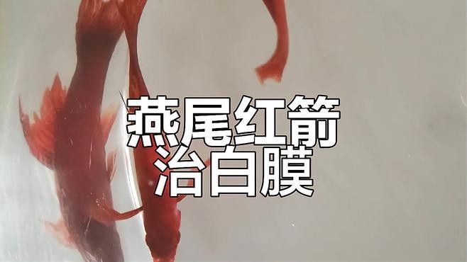 白膜病的治療方法有哪些？：白膜病治療方案 白膜病的治療方法有哪些？：白膜病治療方案 龍魚百科 第3張
