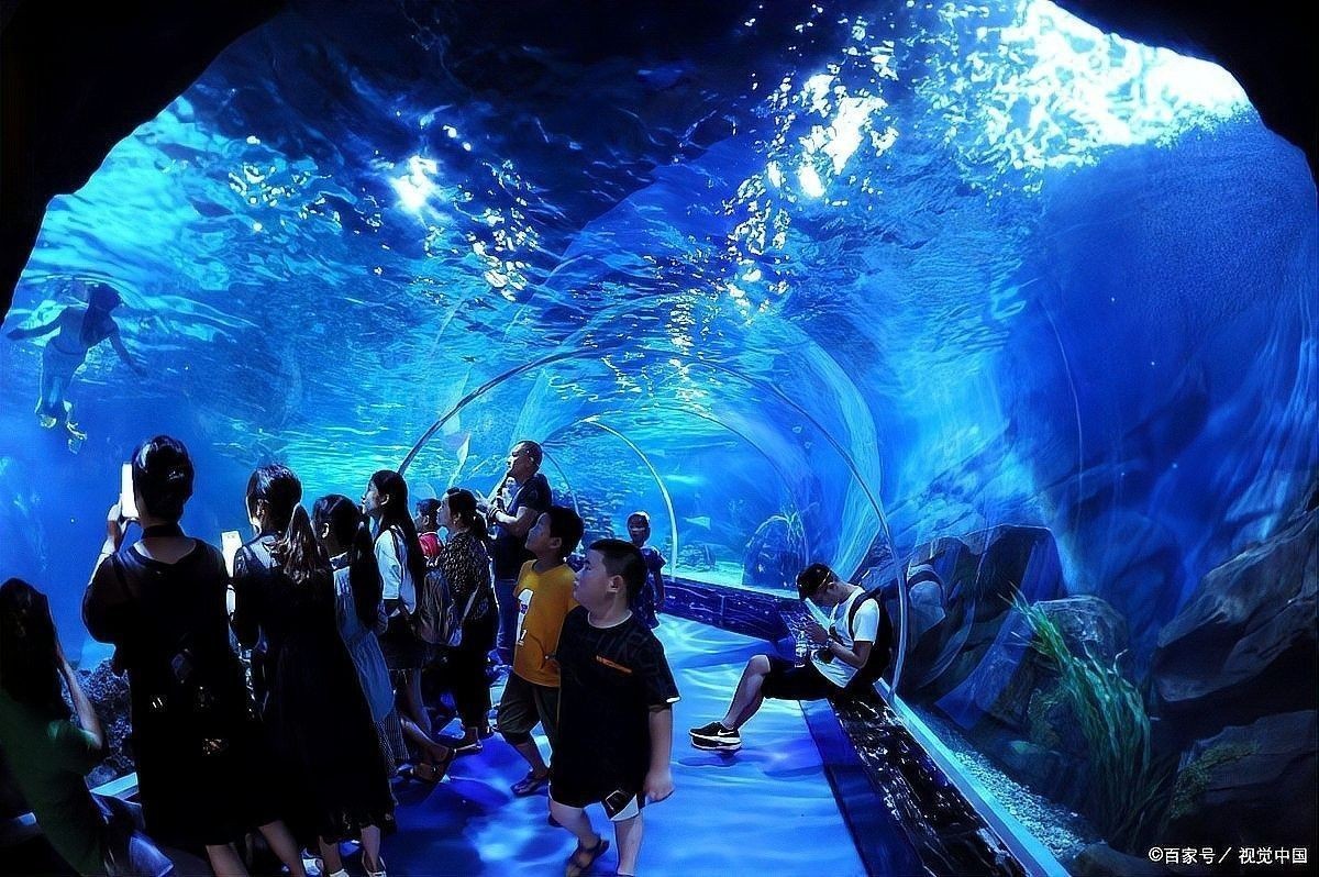 曲江哪個水族館龍魚好？祥龍魚場龍魚：曲江海洋館和祥龍魚場的區別