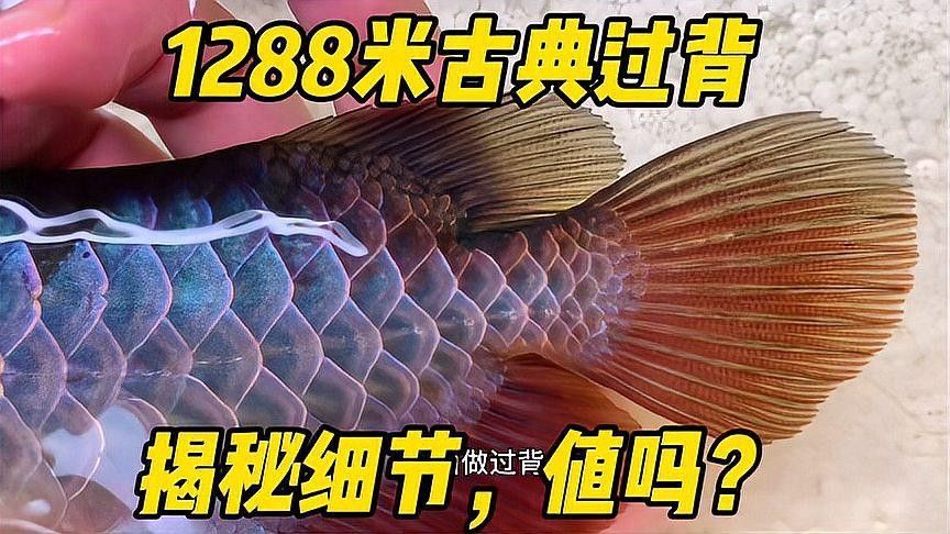 古典藍底過背金龍魚有哪些品種：古典藍底過背金龍魚