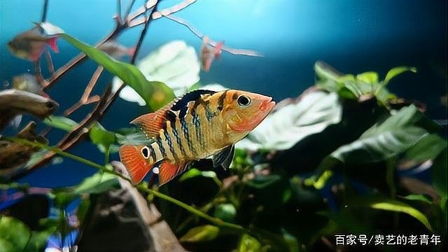 如何判斷龍魚(yú)發(fā)色是否成功：判斷龍魚(yú)發(fā)色是否成功需綜合血統(tǒng)、發(fā)色階段、環(huán)境因素等多方面評(píng)估 如何判斷龍魚(yú)發(fā)色是否成功：判斷龍魚(yú)發(fā)色是否成功需綜合血統(tǒng)、發(fā)色階段、環(huán)境因素等多方面評(píng)估 龍魚(yú)百科 第2張