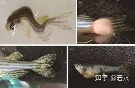 金龍魚背彎了多久會死：金龍魚出現背部彎曲后的存活時間取決于具體病因和嚴重程度