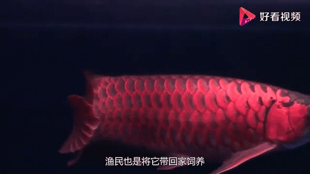 龍魚動態壁紙下載推薦：優質的龍魚動態壁紙推薦