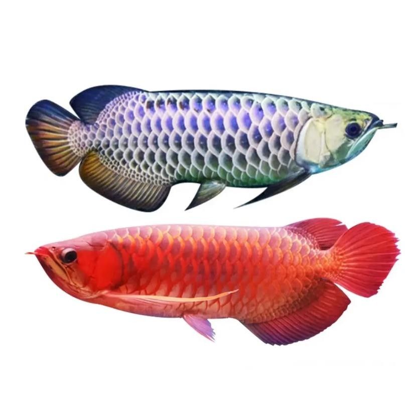 高清金龍魚圖片的尺寸：金龍魚怎么挑選