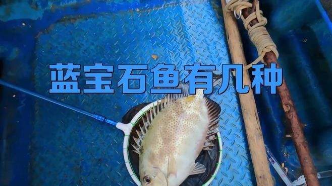 如何區分藍寶石金龍魚與其他品種：藍寶石金龍魚與其他金龍魚的區分