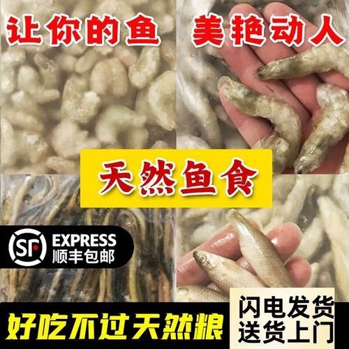 金龍魚除了河蝦還能吃什么：金龍魚吃什么好
