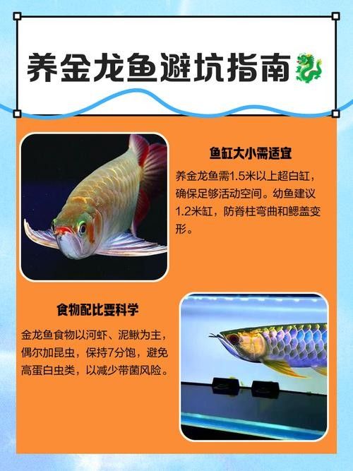 金龍魚除了河蝦還能吃什么：金龍魚吃什么好