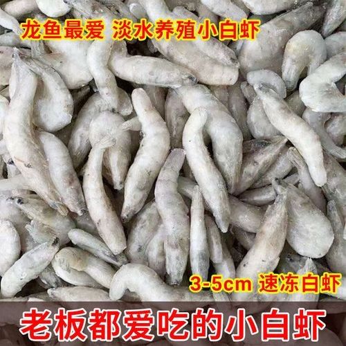 金龍魚除了河蝦還能吃什么：金龍魚吃什么好
