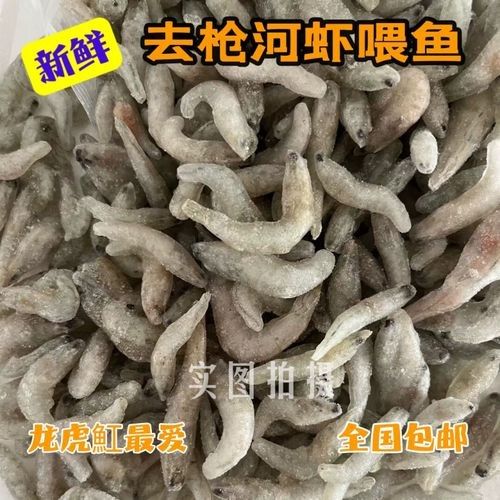 金龍魚除了河蝦還能吃什么：金龍魚吃什么好