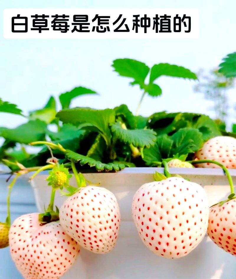 白色草莓的種植方法：白色草莓的種植方法及管理技術(shù)