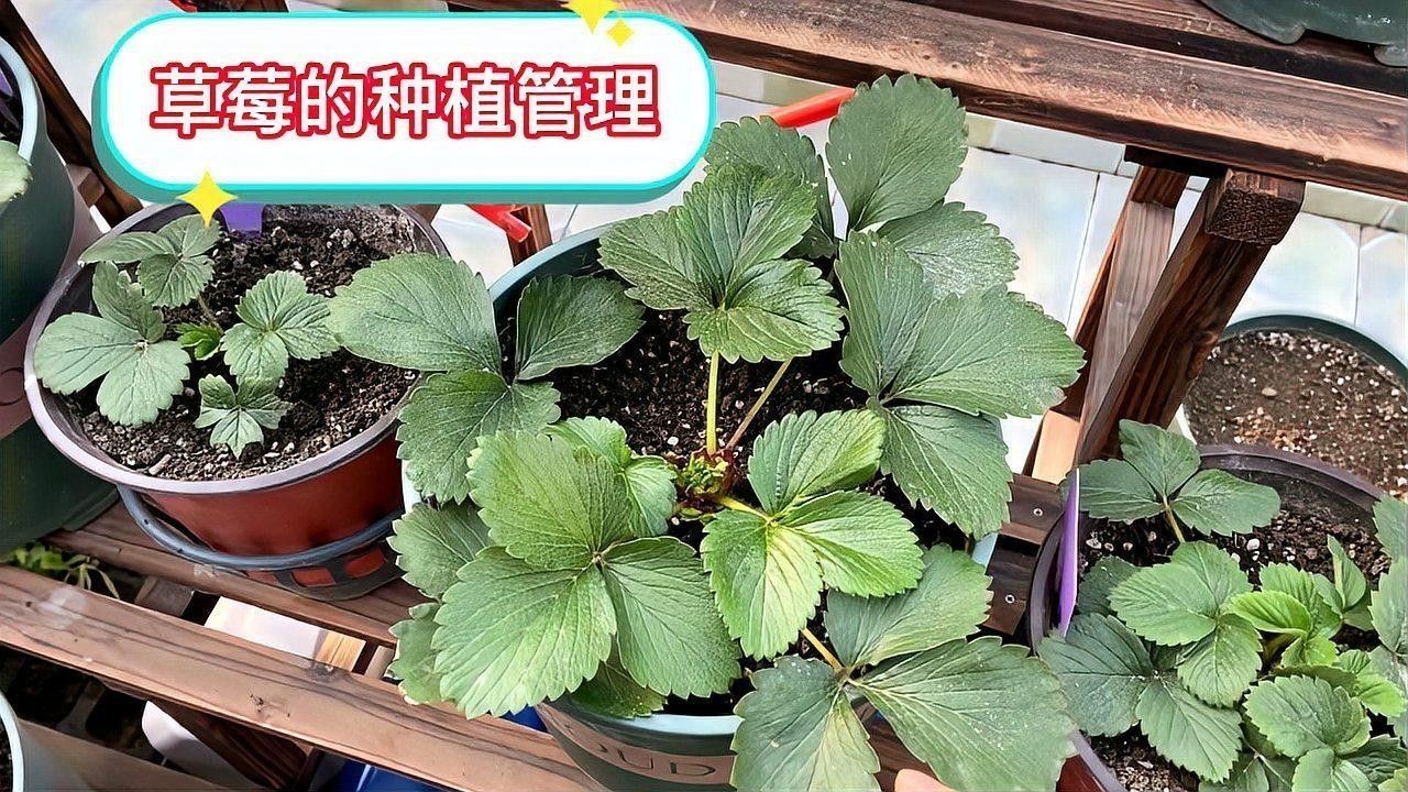 白色草莓的種植方法：白色草莓的種植方法及管理技術(shù)