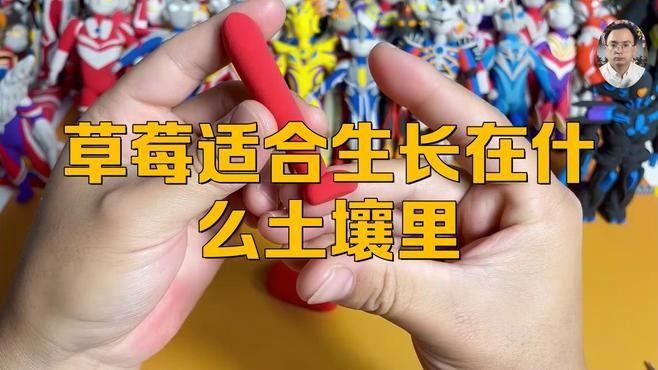 白色草莓的種植方法：白色草莓的種植方法及管理技術(shù)