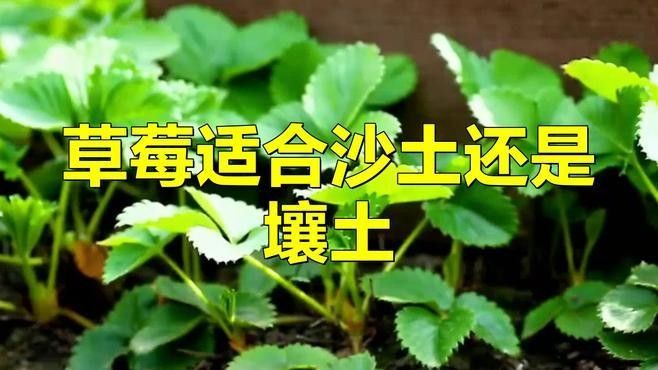 白色草莓的種植方法：白色草莓的種植方法及管理技術(shù)