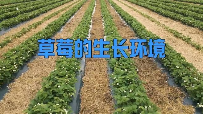 白色草莓的種植方法：白色草莓的種植方法及管理技術(shù)