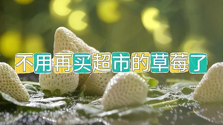 白色草莓的種植方法：白色草莓的種植方法及管理技術(shù)