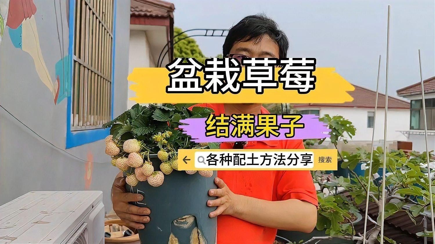 白色草莓的種植方法：白色草莓的種植方法及管理技術(shù)