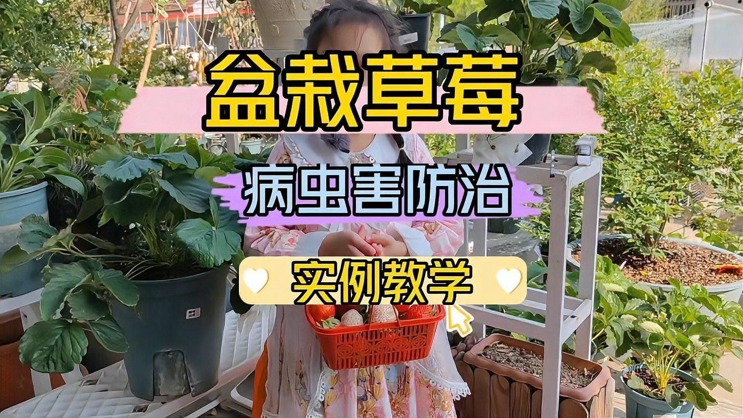 白色草莓的種植方法：白色草莓的種植方法及管理技術(shù)