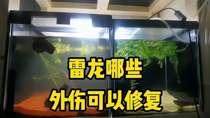 雷龍魚打架后如何處理傷口：雷龍常見的外傷有哪些