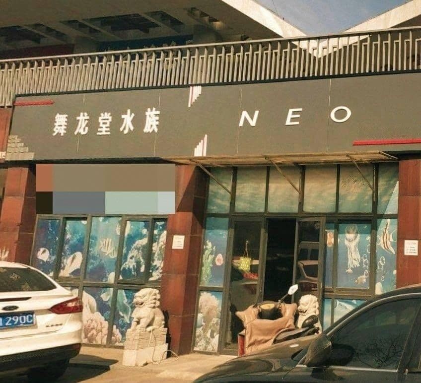 亭湖哪個水族館龍魚好？祥龍魚場龍魚：亭湖區水族館提供高品質龍魚 亭湖哪個水族館龍魚好？祥龍魚場龍魚：亭湖區水族館提供高品質龍魚 龍魚百科 第2張