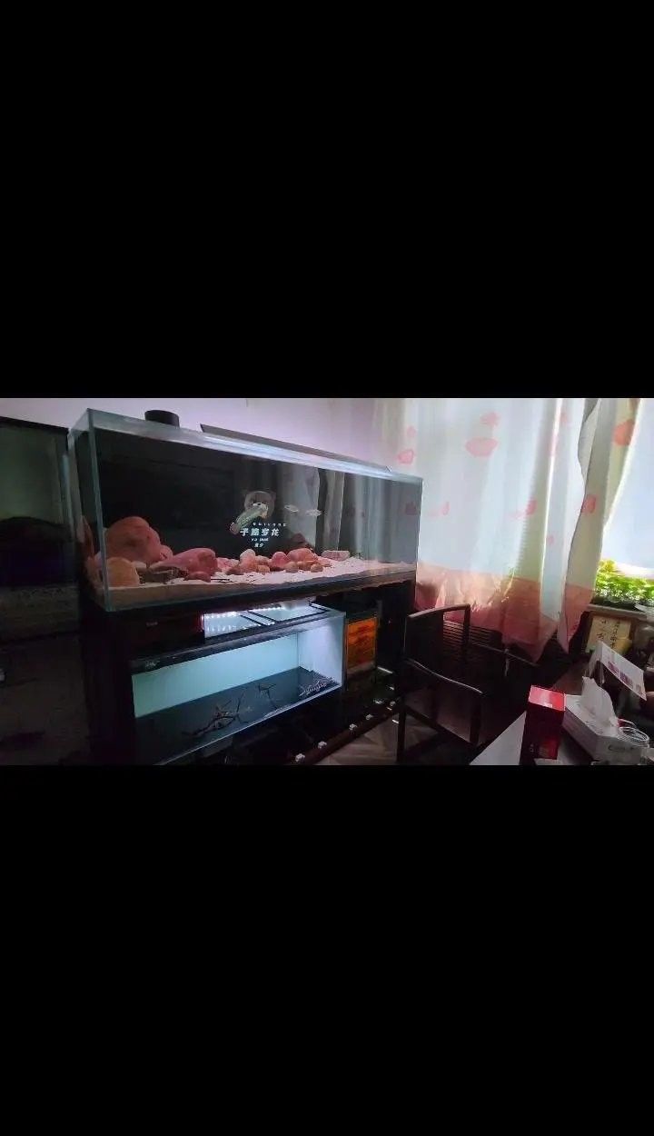 如何給七星雷龍魚加溫：七彩雷龍魚加溫需要注意的要點